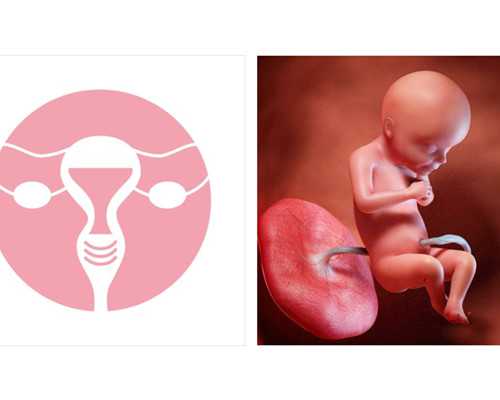 国内供卵中心有哪些_借卵试管代孕的案例,【老公弱精会导致生化妊娠吗？】老